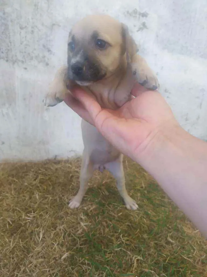 Cachorro ra a Raça não definida idade 2 a 6 meses nome Leide e filhotes