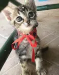 MIMI