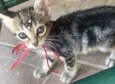 MIMI