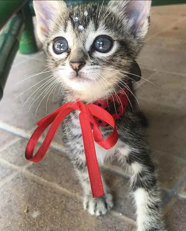 Gato ra a Sem raça definida  idade Abaixo de 2 meses nome MIMI