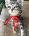 MIMI