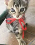 MIMI