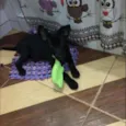 Bob