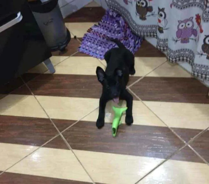 Cachorro ra a SRD idade 2 a 6 meses nome Bob