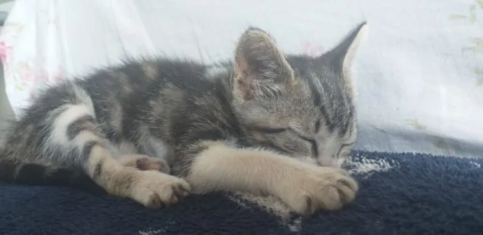 Gato ra a Vira lata idade 2 a 6 meses nome Mila