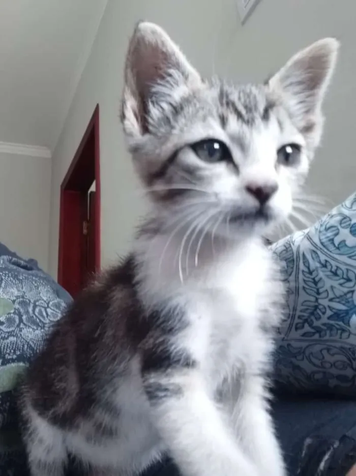Gato ra a Vira lata idade 2 a 6 meses nome Mila