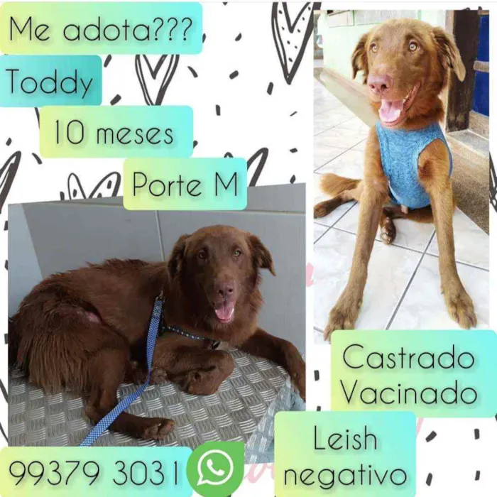 Cachorro raça SRD idade 7 a 11 meses nome Toddy