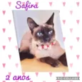 Gato raça Srd idade 2 anos nome Safira