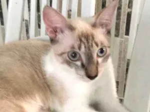 Gato raça Indefinida idade  nome Selene