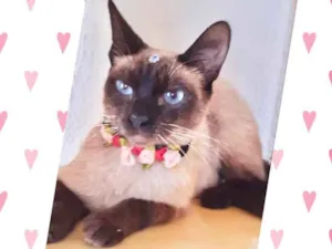 Gato raça Srd idade 2 anos nome Safira