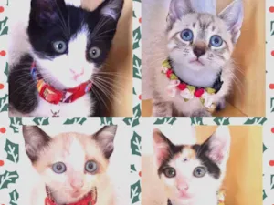 Gato raça Srd idade 2 a 6 meses nome Lindinhos gatos 