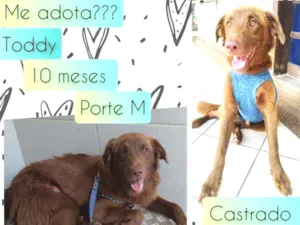 Cachorro raça SRD idade 7 a 11 meses nome Toddy