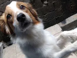 Cachorro raça Vira lata idade 2 anos nome Marley