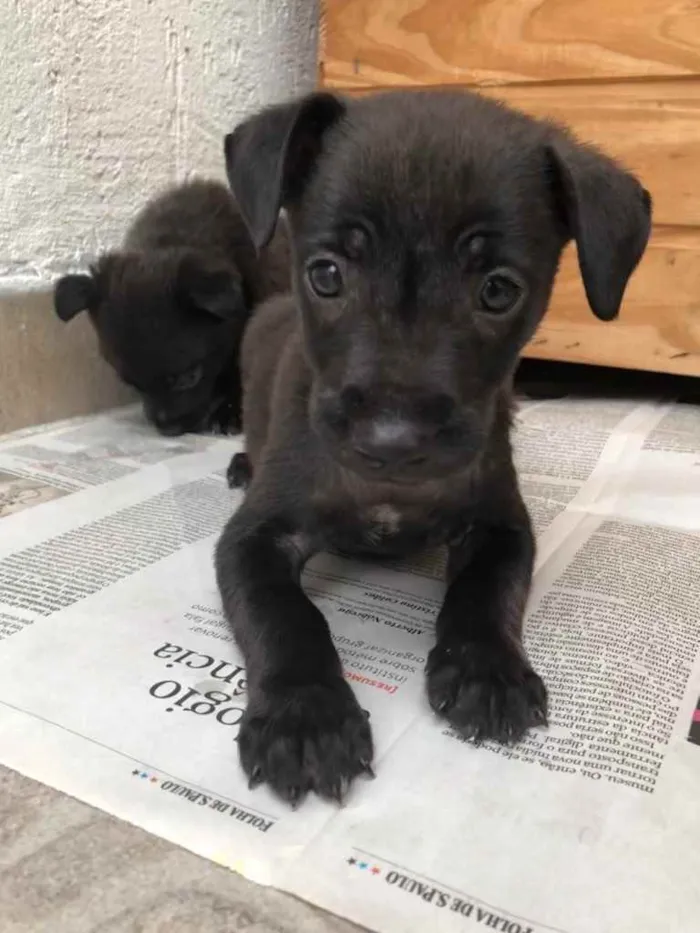 Cachorro raça Sem Raça Definida idade Abaixo de 2 meses nome Sem Nome