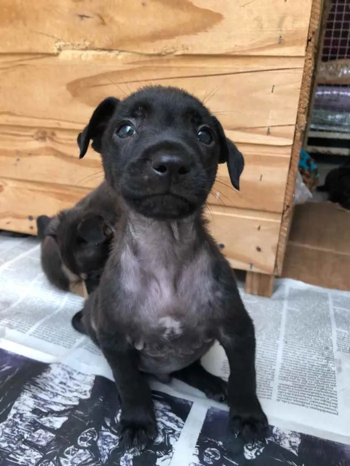 Cachorro raça Sem Raça Definida idade Abaixo de 2 meses nome Sem Nome