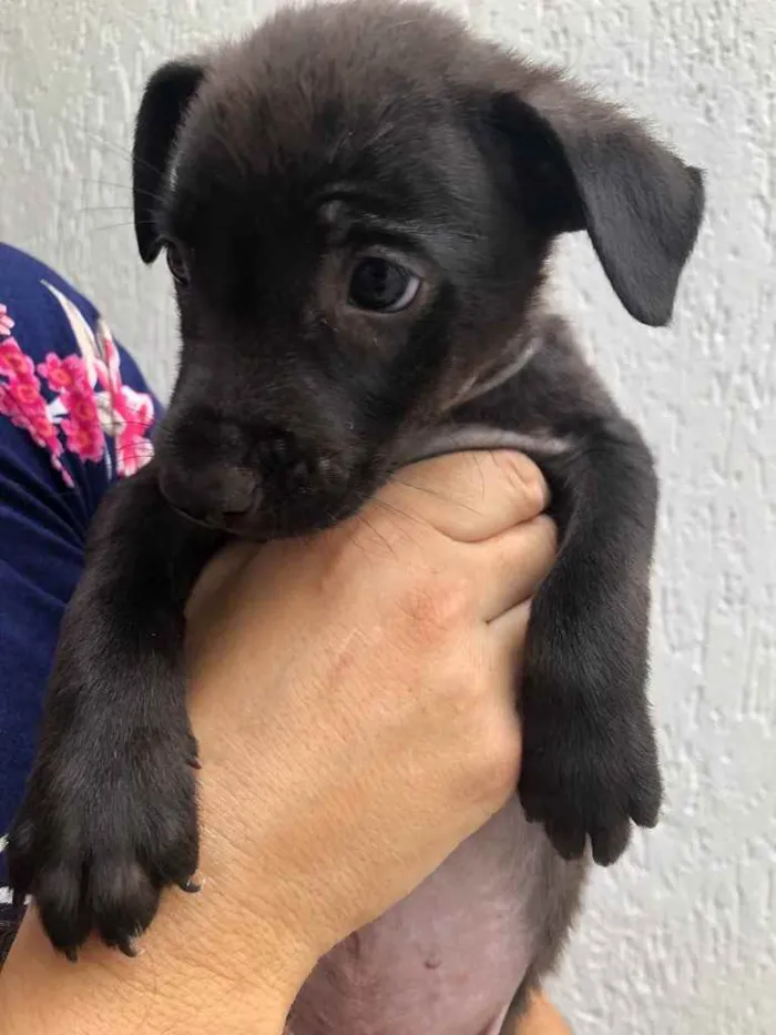 Cachorro raça Sem Raça Definida idade Abaixo de 2 meses nome Sem Nome