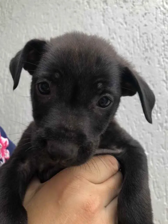 Cachorro raça Sem Raça Definida idade Abaixo de 2 meses nome Sem Nome