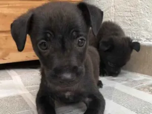 Cachorro raça Sem Raça Definida idade Abaixo de 2 meses nome Sem Nome