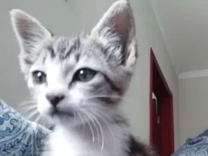 Gato raça Vira lata idade 2 a 6 meses nome Mila