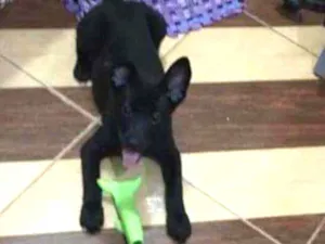 Cachorro raça SRD idade 2 a 6 meses nome Bob