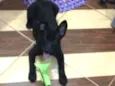 Bob