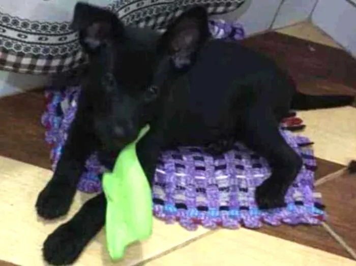 Cachorro ra a SRD idade 2 a 6 meses nome Bob