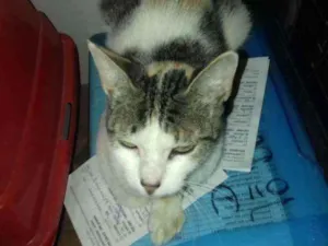 Gato raça SRD idade 1 ano nome SOFI