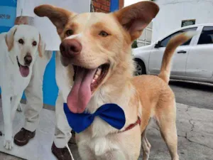 Cachorro raça RND idade 1 ano nome Alemão