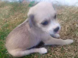 Cachorro raça Raça não definida idade 2 a 6 meses nome Leide e filhotes
