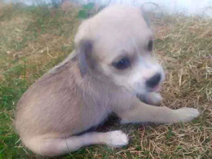 Cachorro ra a Raça não definida idade 2 a 6 meses nome Leide e filhotes