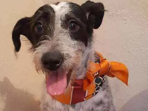 Cachorro ra a SRD idade 2 anos nome Bella