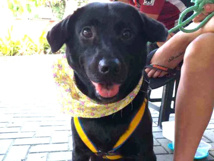 Cachorro ra a SRD idade 2 anos nome Lua