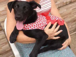 Cachorro raça SRD idade 7 a 11 meses nome Florzinha