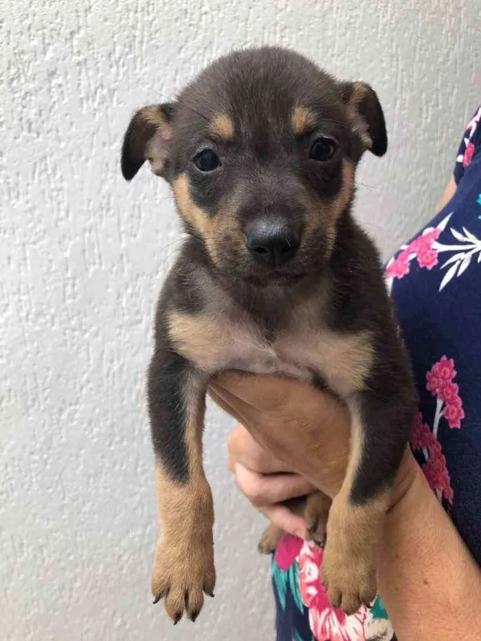 Cachorro raça Sem Raça Definida idade Abaixo de 2 meses nome Sem Nome