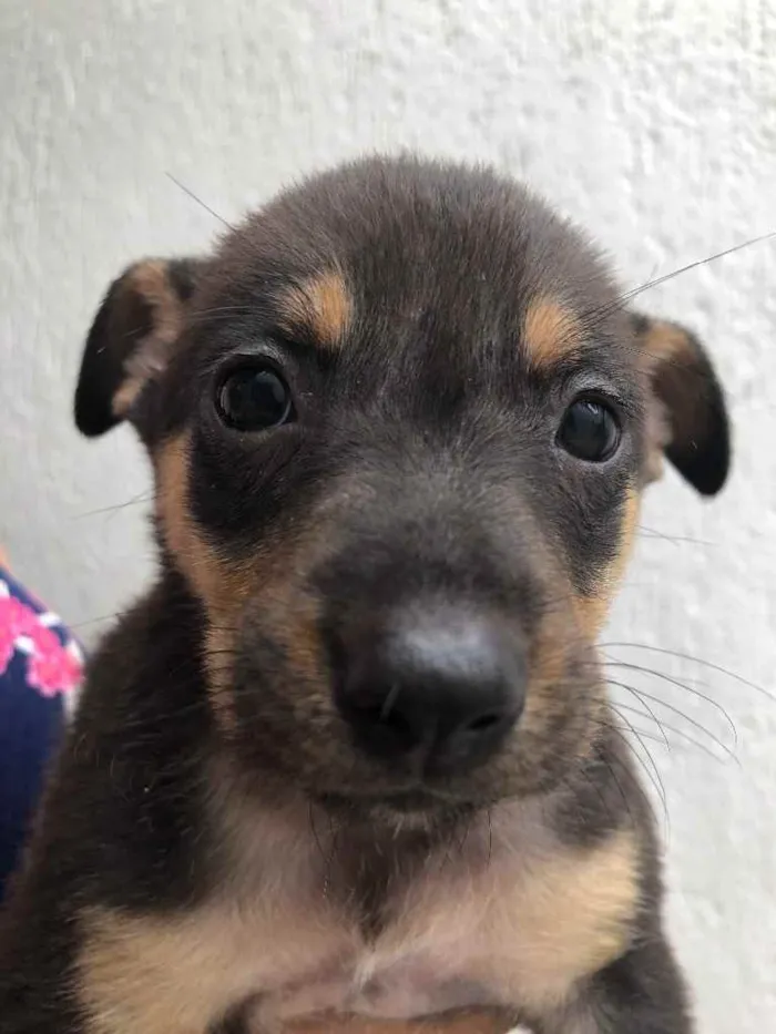 Cachorro raça Sem Raça Definida idade Abaixo de 2 meses nome Sem Nome