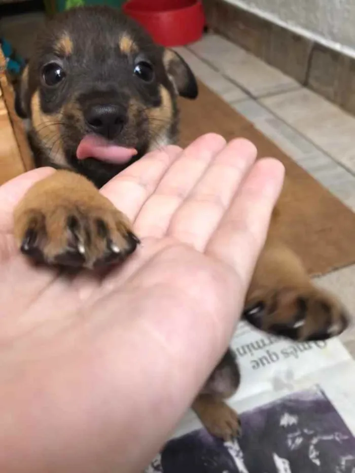 Cachorro raça Sem Raça Definida idade Abaixo de 2 meses nome Sem Nome