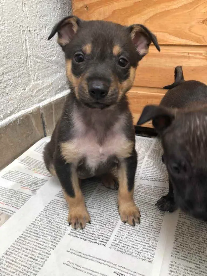 Cachorro raça Sem Raça Definida idade Abaixo de 2 meses nome Sem Nome