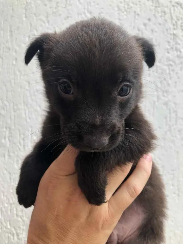 Cachorro raça Sem Raça Definida idade Abaixo de 2 meses nome Sem Nome