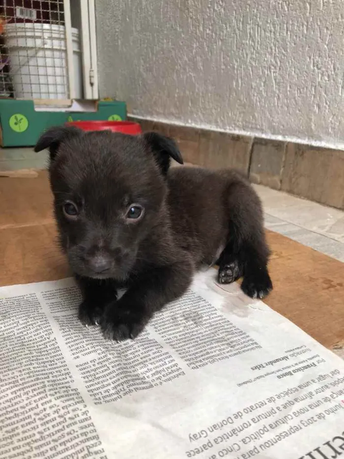 Cachorro raça Sem Raça Definida idade Abaixo de 2 meses nome Sem Nome