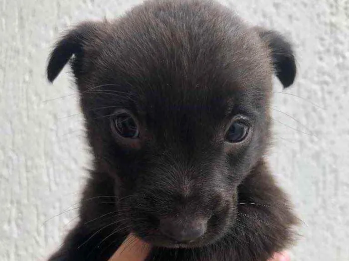 Cachorro raça Sem Raça Definida idade Abaixo de 2 meses nome Sem Nome