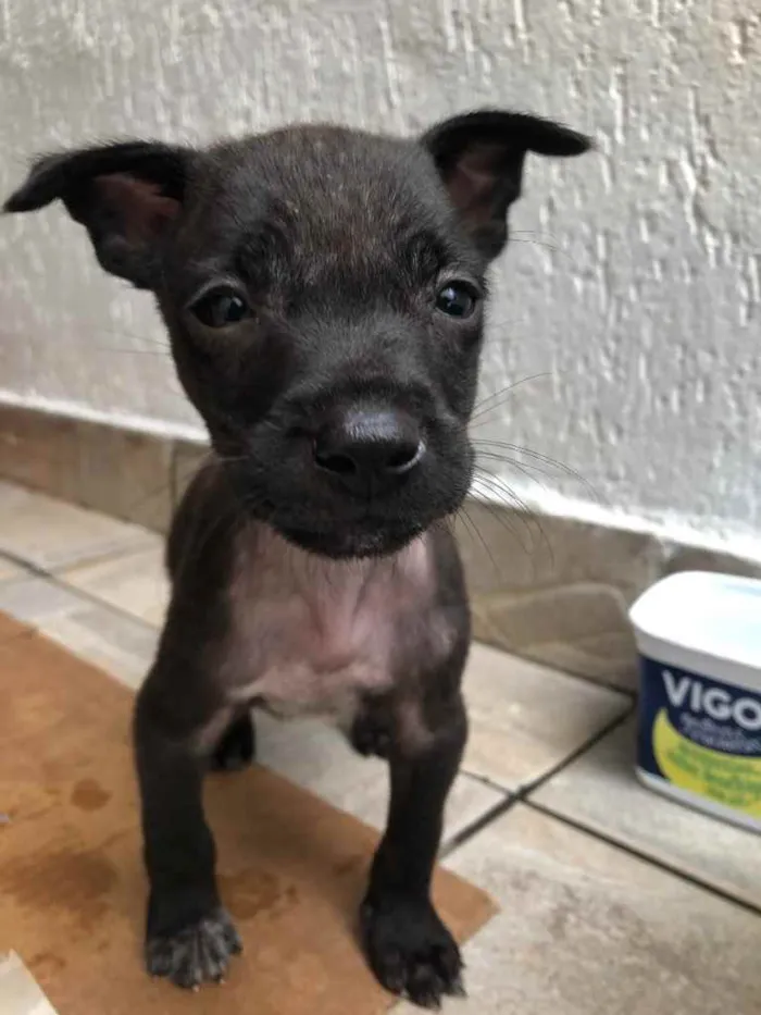 Cachorro raça Sem Raça Definida idade Abaixo de 2 meses nome Sem Nome