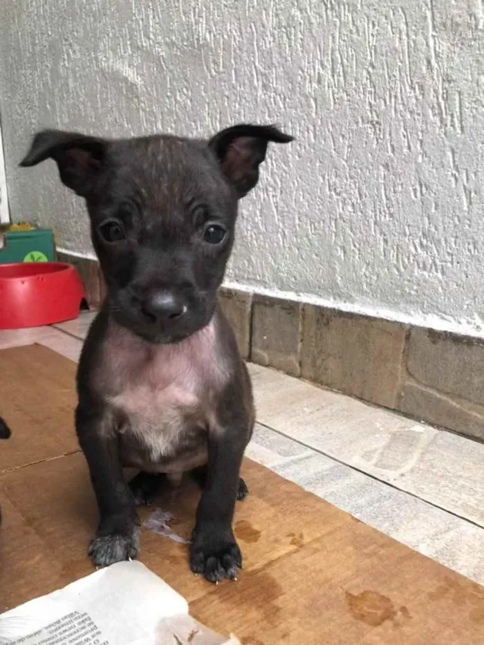 Cachorro raça Sem Raça Definida idade Abaixo de 2 meses nome Sem Nome