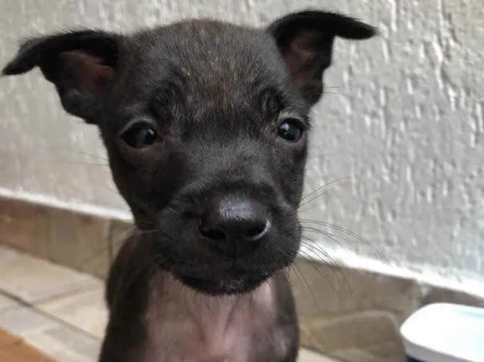 Cachorro raça Sem Raça Definida idade Abaixo de 2 meses nome Sem Nome