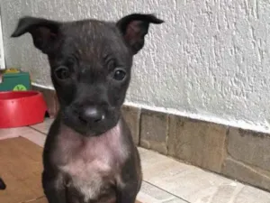 Cachorro raça Sem Raça Definida idade Abaixo de 2 meses nome Sem Nome
