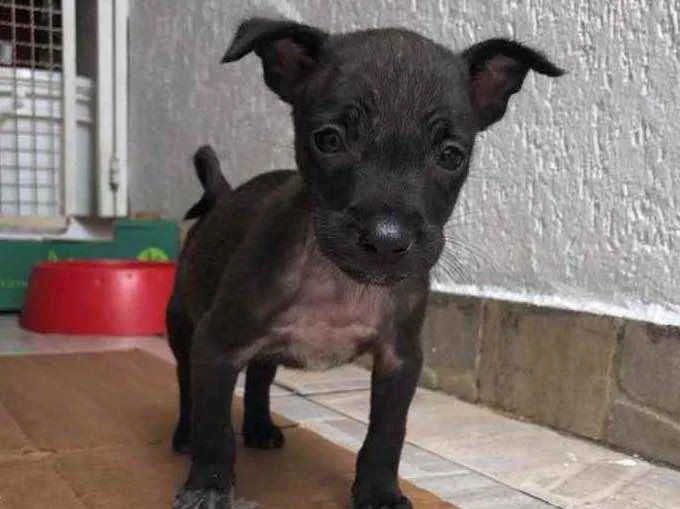 Cachorro raça Sem Raça Definida idade Abaixo de 2 meses nome Sem Nome