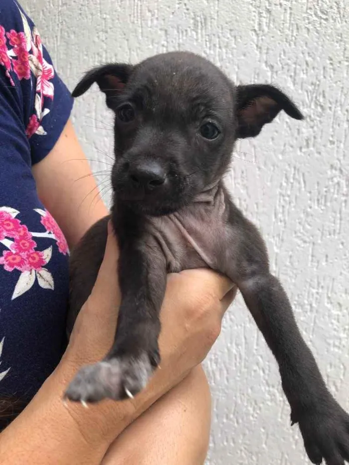Cachorro raça Sem Raça Definida idade Abaixo de 2 meses nome Sem Nome