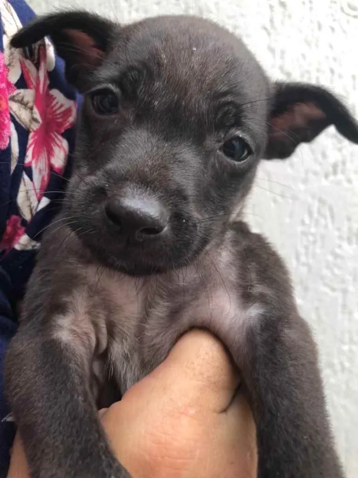 Cachorro raça Sem Raça Definida idade Abaixo de 2 meses nome Sem Nome