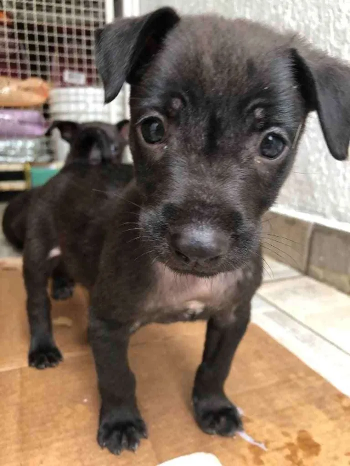 Cachorro raça Sem Raça Definida idade Abaixo de 2 meses nome Sem Nome