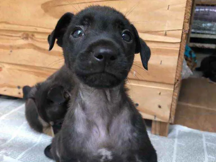 Cachorro raça Sem Raça Definida idade Abaixo de 2 meses nome Sem Nome