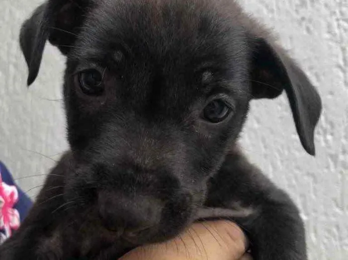 Cachorro raça Sem Raça Definida idade Abaixo de 2 meses nome Sem Nome